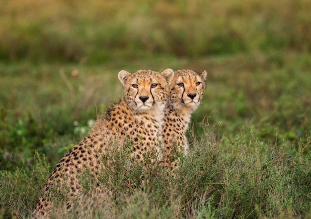 Cheeta's welp in Serengeti national park