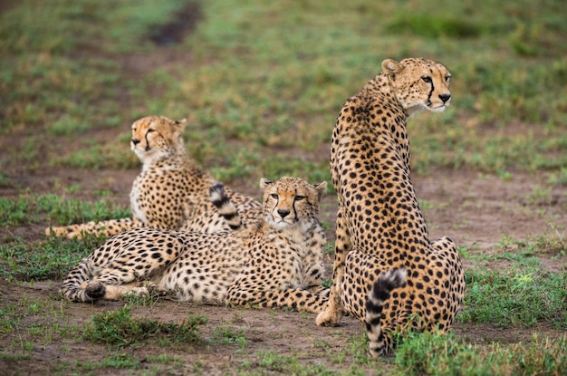 Cheeta's welp in Serengeti national park