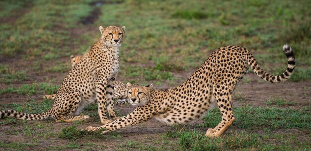 Cheeta's welp in Serengeti national park