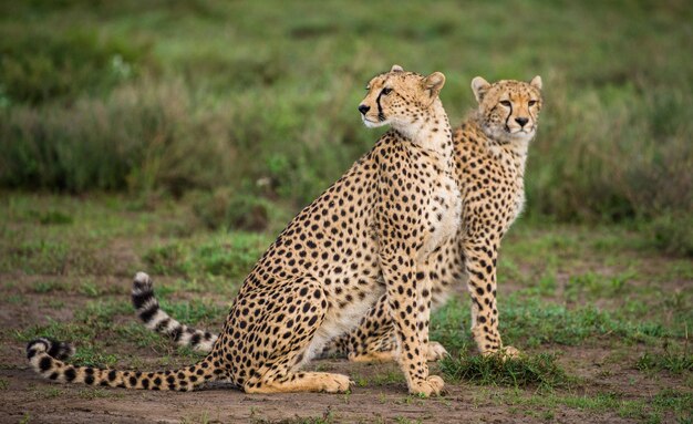 Cheeta's welp in Serengeti national park