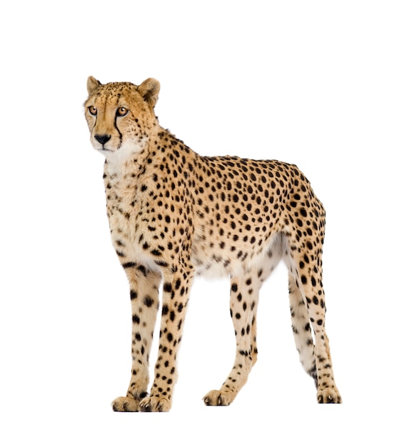 Cheetah - Acinonyx jubatus on a white isolated