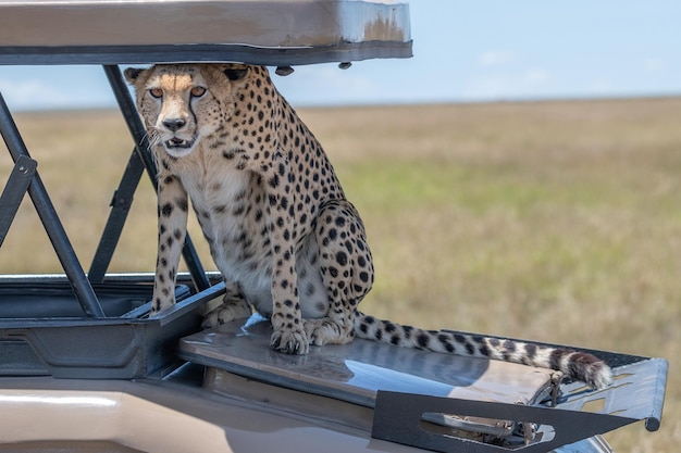 Cheetah Acinonyx jubatus