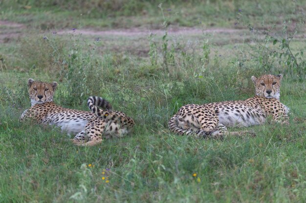 치타 Acinonyx jubatus