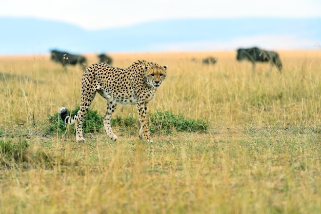 Cheetah in the African savanna park Masai Mara