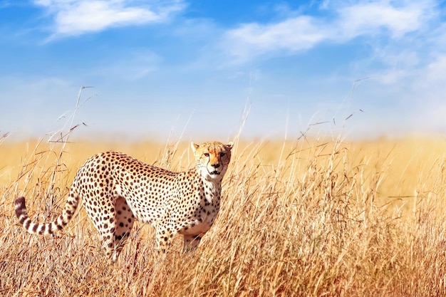 Ghepardo nella savana africana africa tanzania parco nazionale del serengeti vita selvaggia dell'africa