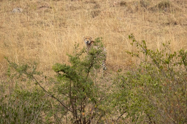 Гепард в кустарниковой саванне на рассвете в Масаи Мара