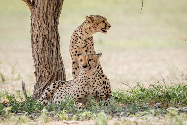 Photo cheetah by tree in forest