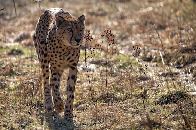 Photo cheetah in a clearing