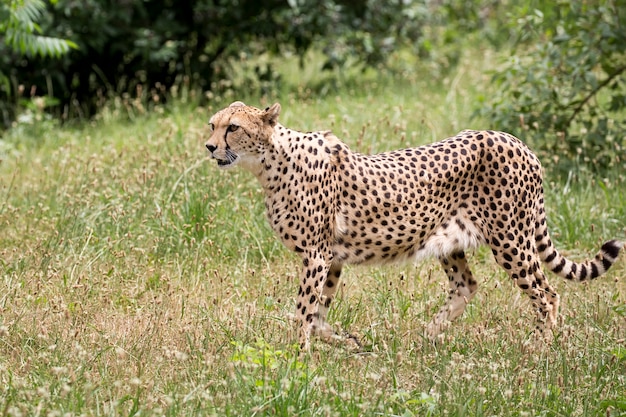 Cheetah in a clearing 