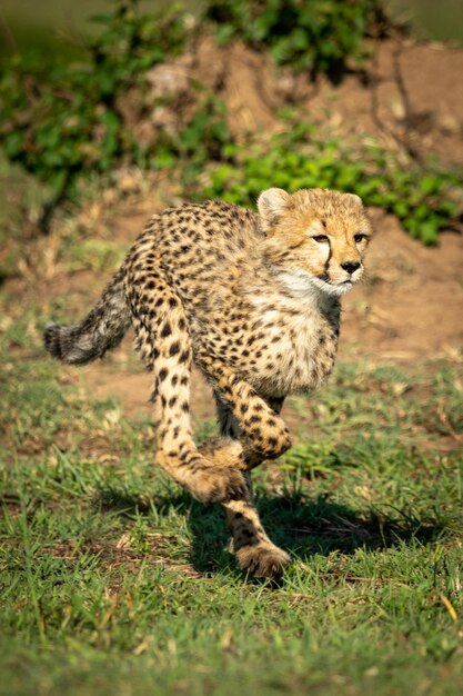 Il cucciolo di ghepardo corre sull'erba