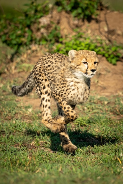 写真 芝生の上を走るチータの子