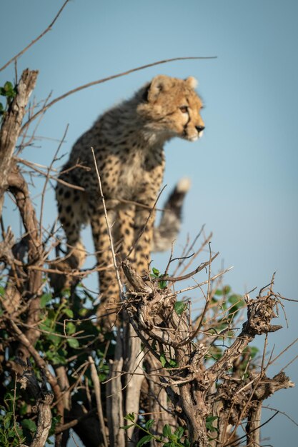 Cheetah cub stands in bush staring right