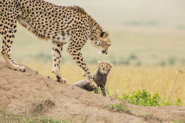 チーターとカブ