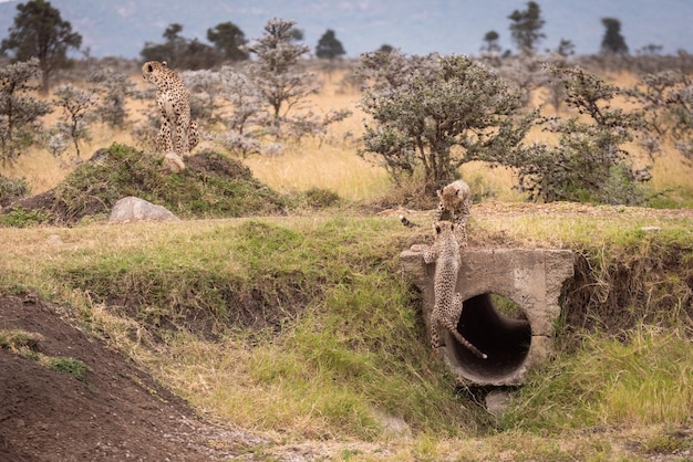 Photo cheetah cubs by stone hole in forest