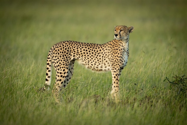 Cheetah die op het land staat