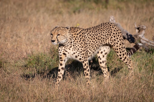 Cheetah die op het veld loopt