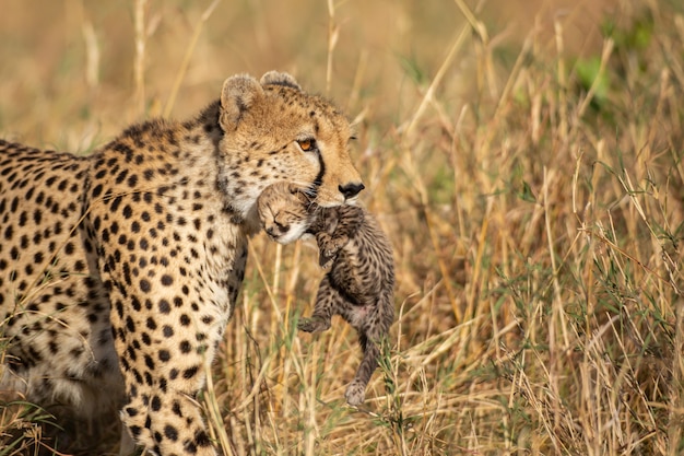 Cheetah draagt een jong