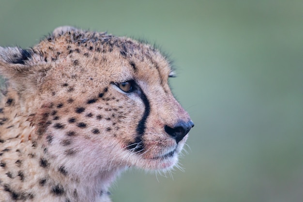 Cheetah face close-up