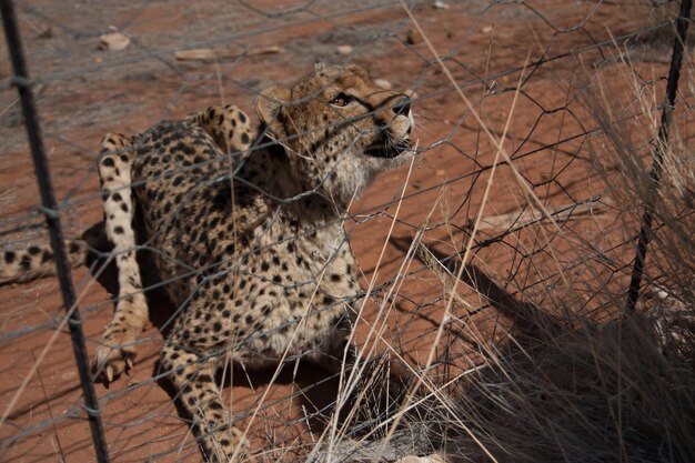 Photo cheetah behind fence