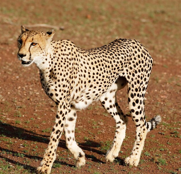 Cheetah on field