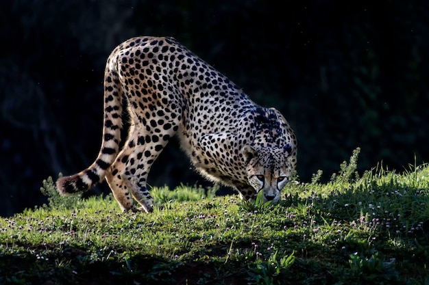 Photo cheetah  in a field