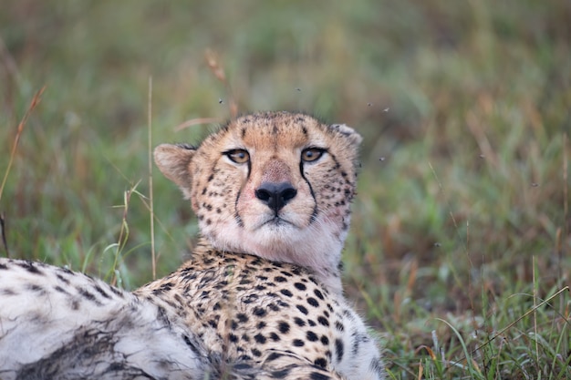 Cheetah gezicht close-up