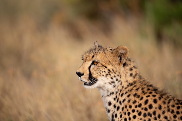 Cheetah in the grass closeup