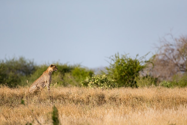 Cheetah in the grassland of the savannah in Kenya