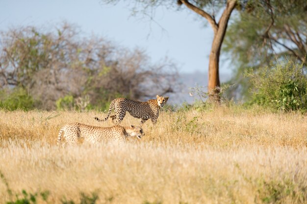 Cheetah in the grassland of the savannah in Kenya