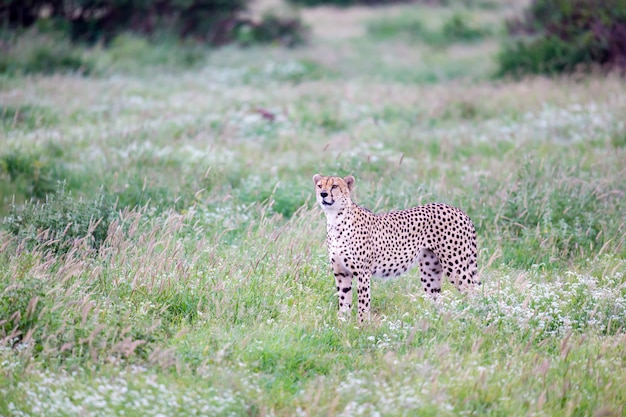 サバンナの草原のチーター