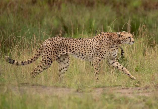 Cheetah hunting in Masai Mara National park, Kenya