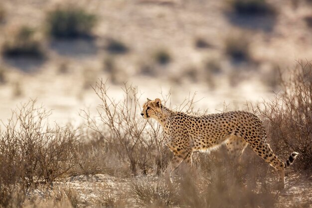 写真 チータは南アフリカのkgalagadi越境公園で警戒状態にあります acinonyx jubatus felidae科の種