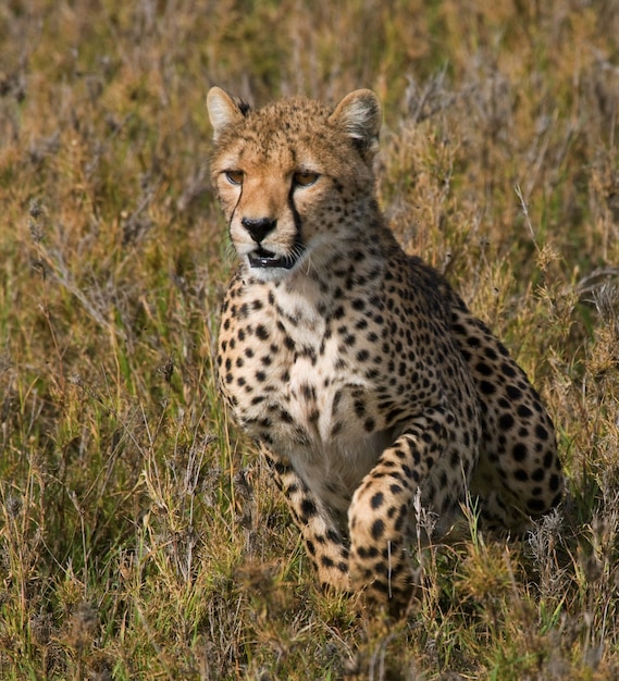 Cheetah in de savanne.