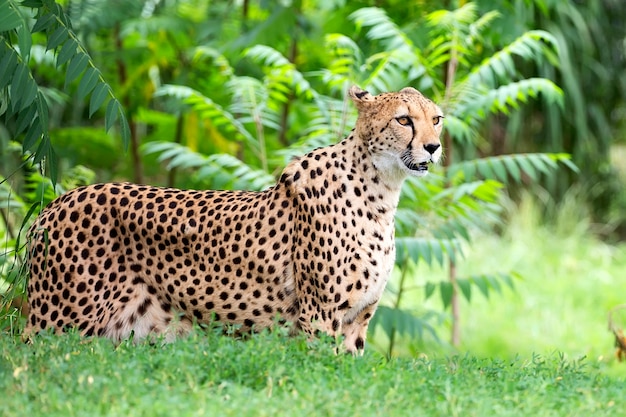 Cheetah in een open plek een portret