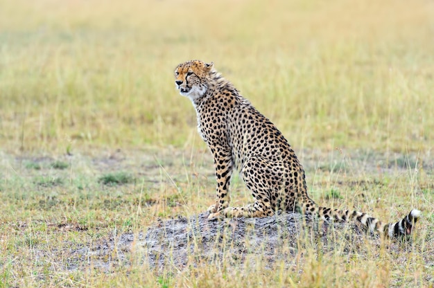 Foto cheetah in het afrikaanse savannepark masai mara