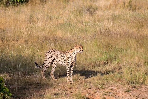 Cheetah in het grasland van de savanne in Kenia