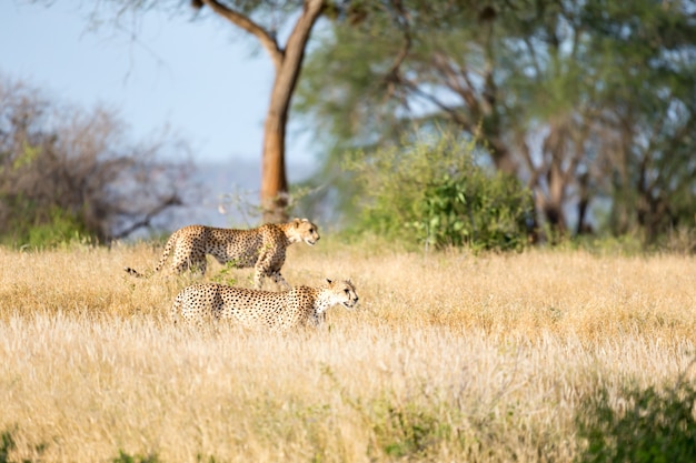Cheetah in het grasland van de savanne