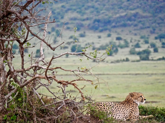 Foto cheetah in het masai mara national park - kenia