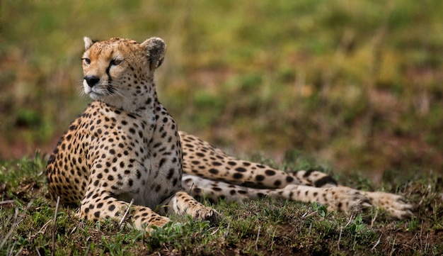 Cheetah is lying in the savanna.