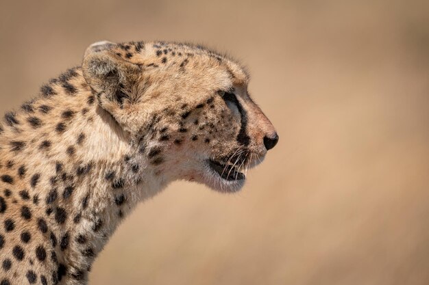 Foto cheetah kijkt weg in het bos