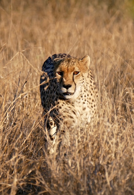 Foto ghepardo nel parco nazionale di kruger