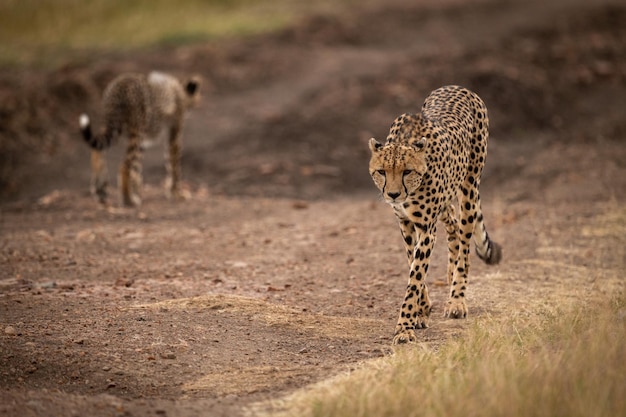 Photo cheetah on land