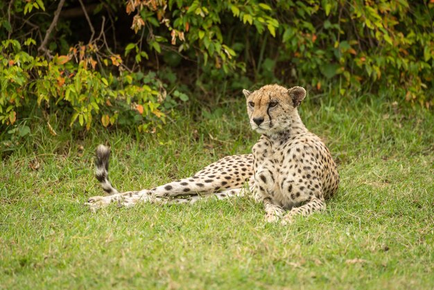 Photo cheetah lies on grass near leafy bush