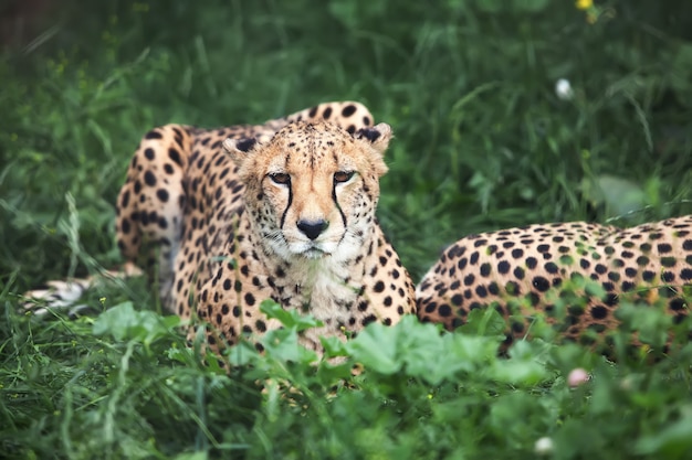 Гепард лежит на зеленой траве