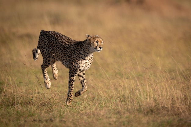 Cheetah loopt op het veld