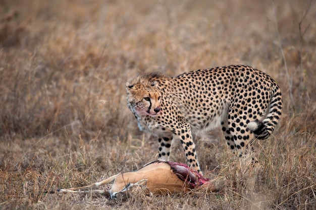 Cheetah met prooi, Serengeti National Park, Tanzania, Afrika