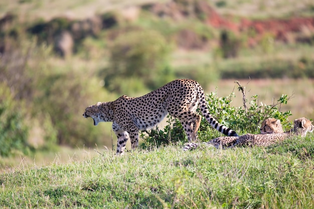 Cheetah-moeder met haar kinderen in savanne
