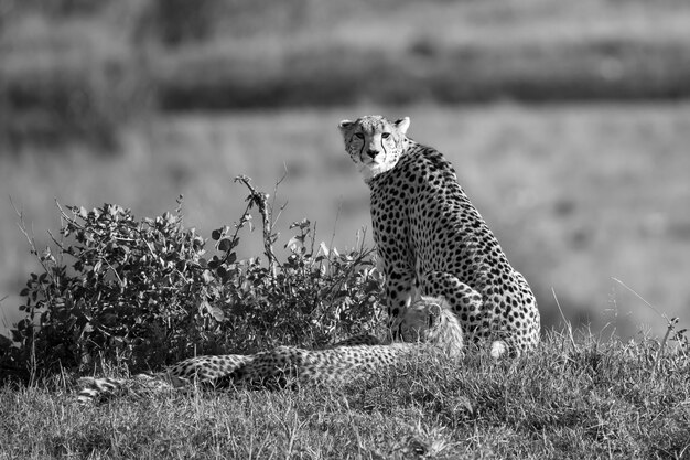 Cheetah-moeder met twee kinderen in de Keniaanse savanne