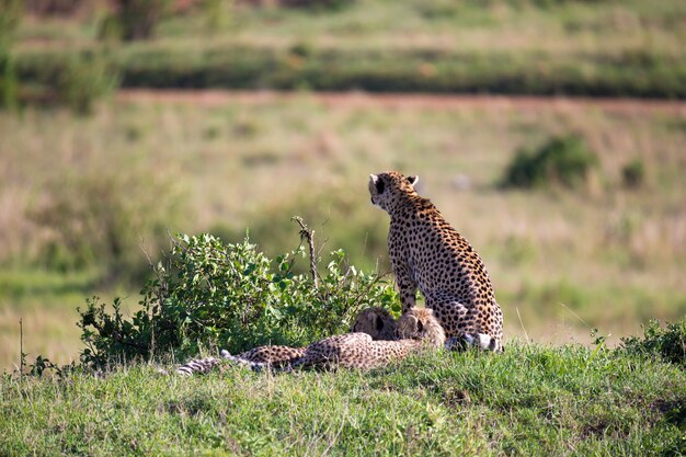 A cheetah mother with two children in the Kenyan savannah