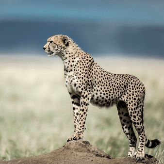 Ghepardo su un tumulo che guarda intorno nel parco nazionale del serengeti